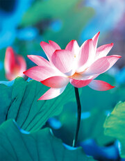 Pure Lotus